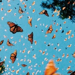 Meet your Posher, Heidi